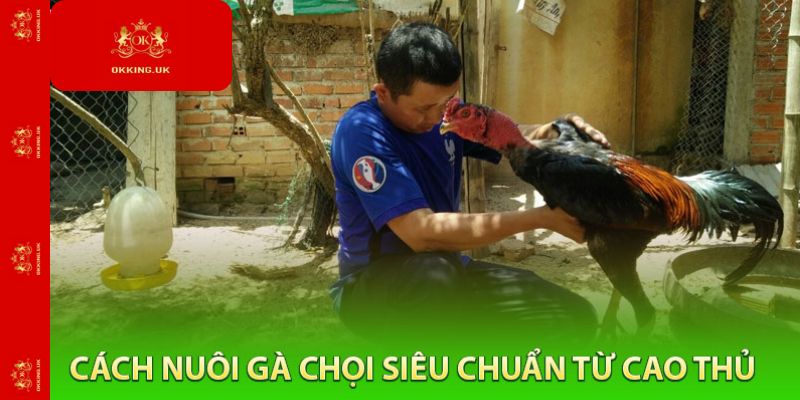 Cách Nuôi Gà Chọi Siêu Chuẩn Từ Cao Thủ