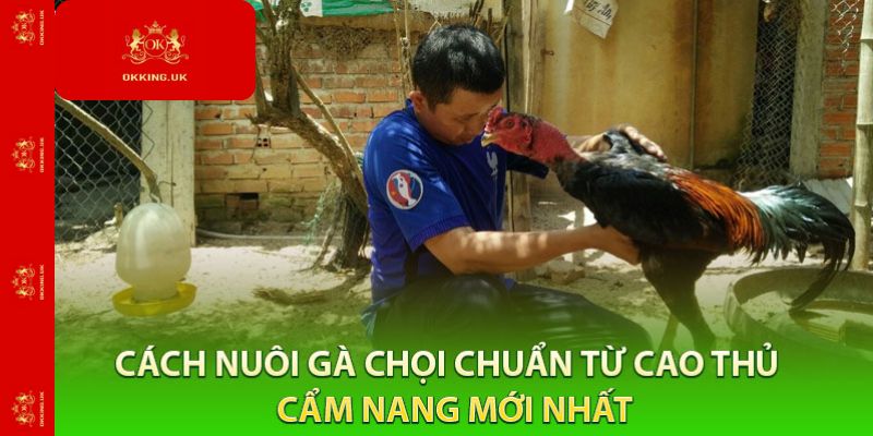 Cách nuôi gà chọi từ Okking