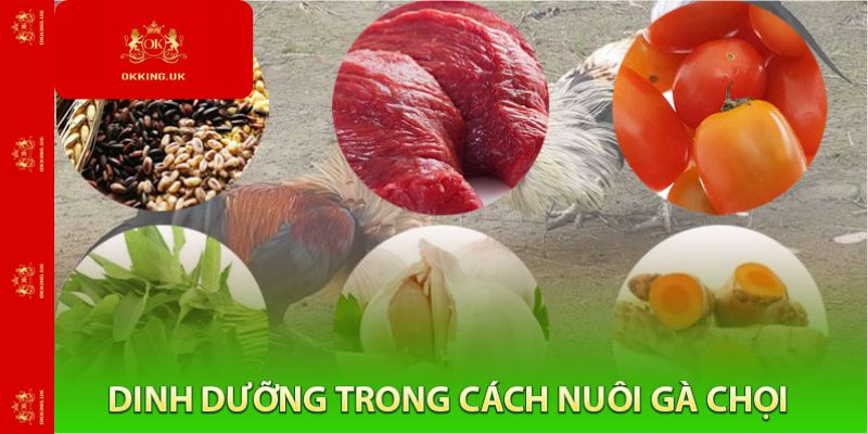 Dinh Dưỡng Cần Thiết Khi Áp Dụng Cách Nuôi Gà Chọi