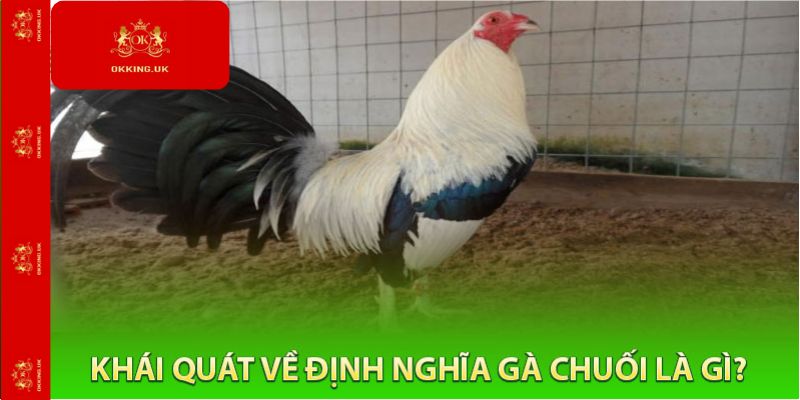 Gà chuối và những điều người chơi cần biết
