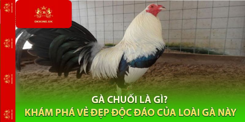 Gà chuối