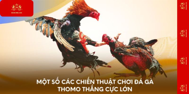 Một số các chiến thuật chơi đá gà Thomo thắng cực lớn