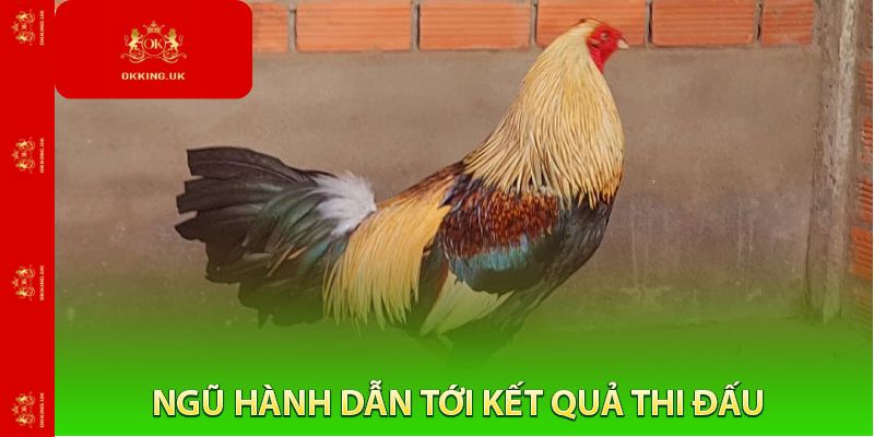 Ngũ Hành Dẫn Tới Kết Quả Thi Đấu