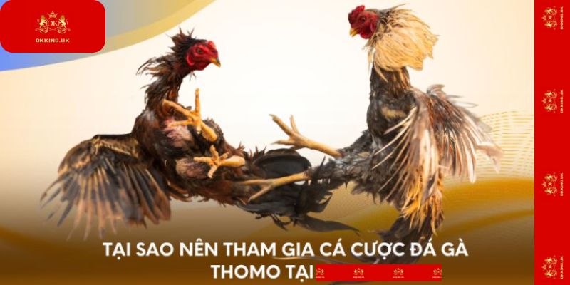 Tại sao nên tham gia cá cược đá gà Thomo tại Okking