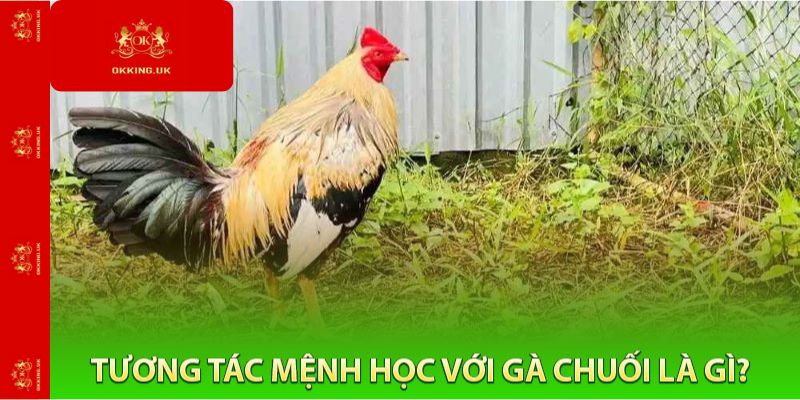 Tương Tác Mệnh Học Với Gà Chuối